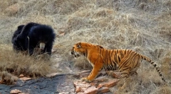 Хто сильний ведмідь або тигр?